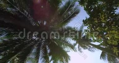 丛林中的异国棕榈树。 在棕榈树周围追踪