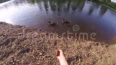 男人`手喂鸭子。 一个人坐在河边喂鸭子。 在湖上喂鸭子