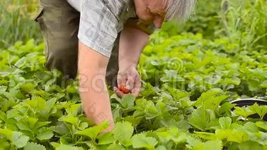 草莓红色，成熟，收集一个人在花园的种植园。 草莓收获季节