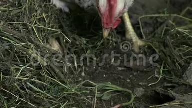 小鸡在草地上<strong>挖洞</strong>寻找食物选择，啄食使音频跟踪慢动作