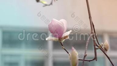 粉红色的<strong>玉兰花</strong>在一棵有水滴的树上