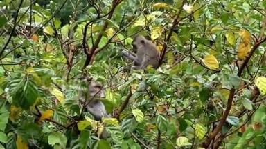 两只猴子在树上吃水果