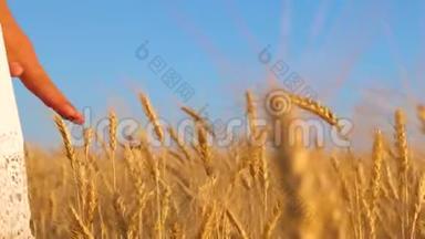 田间<strong>成熟</strong>小麦作物.. 穿着白衣服的女孩来到熟麦地，女孩的手触摸<strong>成熟</strong>的耳朵