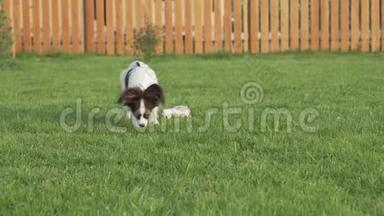 帕皮龙大陆玩具小狗走在绿色草坪股票录像视频