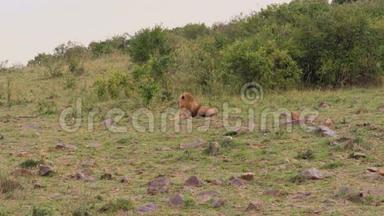 非洲狮卧在非洲草原的灌木丛中休息