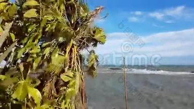 棕榈树在强风和极高的风暴中吹拂