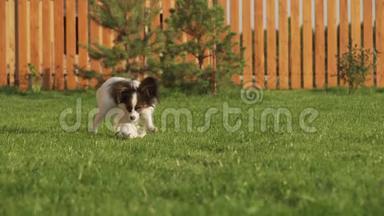 帕皮龙大陆玩具斯皮尔小狗走在绿色草坪股票视频