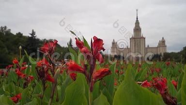 莫斯科国立大学的<strong>主楼</strong>.. 在南部入口前的美人蕉花序茂盛。 俄罗斯。