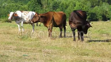 牧场上有三头牛。 三头棕色奶牛。 奶牛在草地上放牧