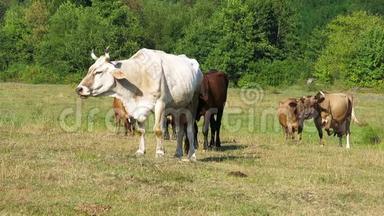 牧场上的牛。 在草地上放牧。 不同颜色的奶牛。 牧场上的奶牛。 几头牛在草地上吃草