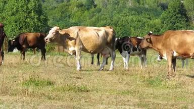 奶牛在牧场放牧. 在森林附近的一片<strong>草地上牛群</strong>。 牛嚼草。 奶牛站在摄像机旁边