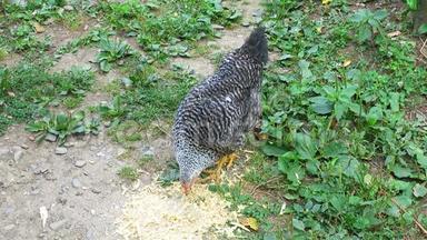 菜园里的灰鸡.. 斑点母鸡啄食从地面。 母鸡在草地上啄食饲料