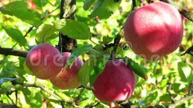 苹果在树上。 树枝上有苹果。 太阳里的红苹果。 树枝上有四个苹果。 近距离观看苹果水果..