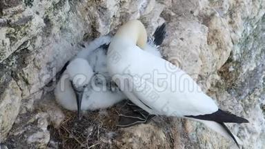 成年塘鹅在白垩崖筑巢地点与幼鸟。