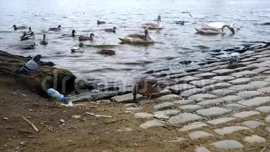 布拉格河上的天鹅、<strong>鸭子</strong>和<strong>鸭子</strong>。