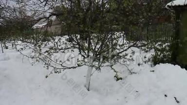 春天暴风雪的后果。 一棵新开绿叶的小苹果树立在雪地里，气候宜人