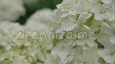 白色绣球花特写。 照相机沿着大的白花和绣球花的运动。