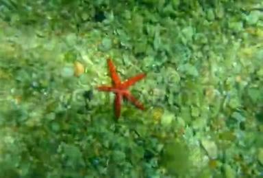 海底的红海星。 黑山，亚得里亚海。 清楚