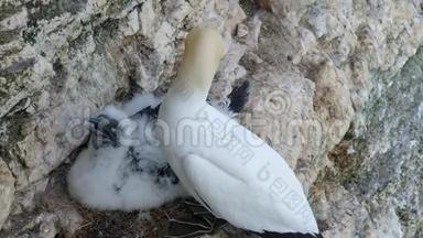 成年塘鹅<strong>在</strong>白垩崖筑巢地点与幼鸟。