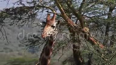 罗切尔德`长颈鹿，长颈鹿，骆驼，成年食相思`树叶，肯尼亚的<strong>纳库鲁</strong>公园，