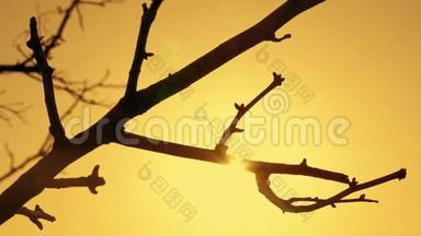 橙色天空日落时干树枝剪影