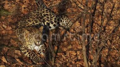 在俄罗斯的Primorsky野生动物园，一只神奇的<strong>美洲豹</strong>躺在干燥的叶子上