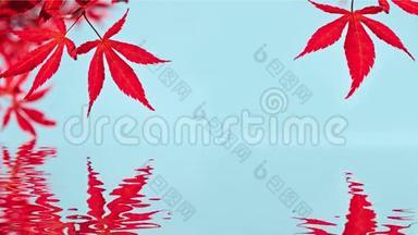 Seamlee循环-红色日本枫叶，水反射，高清视频