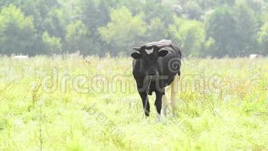 黑牛在牧场放牧