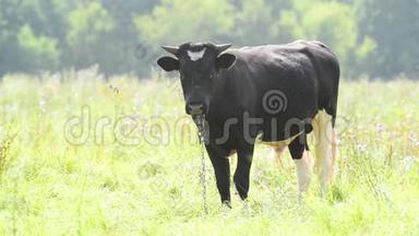 黑牛在牧场放牧