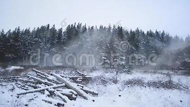 冬季森林<strong>大风</strong>，树木降雪，暴风雪中针叶林