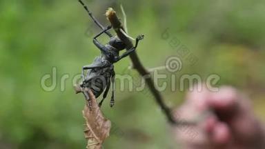 甲壳虫乐队。 干树枝上有长触角的虫子。 宏观