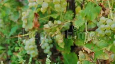 一<strong>串串</strong>成熟的白葡萄。 美国安大略湖附近的葡萄园。 总部42210位视频