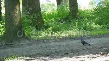 鸽子在公园的绿草上行走。 美丽的鸽子。 公园草地上的鸽子