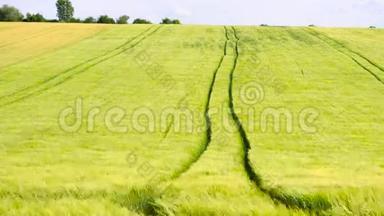 在黄绿青青的青稞田里，拖拉机履带。 翻腾的玉米植株在风中飘荡.. 三版自由度