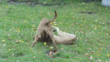 两只流浪狗在草地上公园玩耍