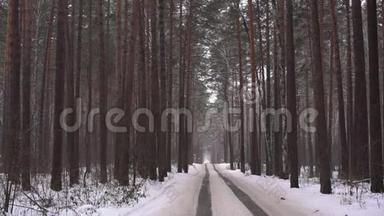 路中的冬松林.