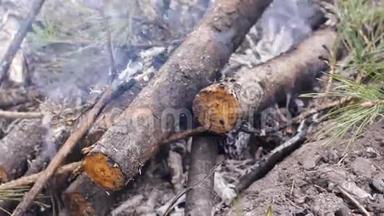 松树林中的木桩。 明亮的火在地上燃烧。 火的舌头越来越难<strong>折断</strong>