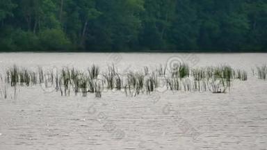 在鸟类<strong>保留</strong>区有一排绿色芦苇。 植物在风中摇摆和挥动。 深度小的湖，在水中倒影