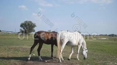 两匹马在草地上放牧。 白色和棕色的马在<strong>田野</strong>里散步，吃着<strong>青草</strong>。 特写
