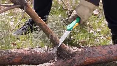 人锯木电锯.. 一个有锯子的壮汉锯了一棵树的树枝。 云杉躺在地上.. 柔和的光线