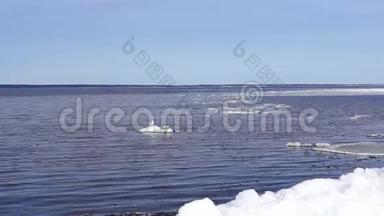 湖中浮冰上的海鸥