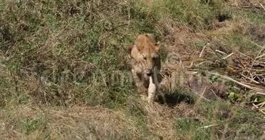 非洲狮子，潘特拉里奥，集团在萨凡纳，内罗毕公园在肯尼亚实时