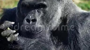 银背大猩猩用手吃东西