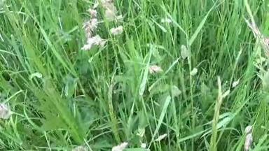 夏季野外活动中的球脚鸭绿草水平全景摄像机，用