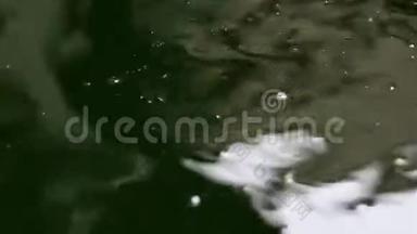 以软质为中心的锦鲤鱼在颗粒漂浮的绿水中<strong>游动</strong>