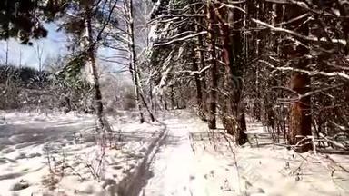 沿着雪<strong>林中</strong>的<strong>小路</strong>走.. 稳定的万向节弹。 晴天。