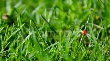 草地上的红色瓢虫和恰恰虫