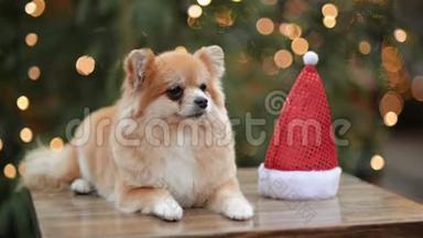 圣诞帽可爱狗的肖像。 圣诞快乐，新年快乐。