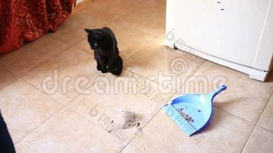 一个女人用刷子和铲子在厨房、餐厅<strong>扫地</strong>。 黑猫看着女人