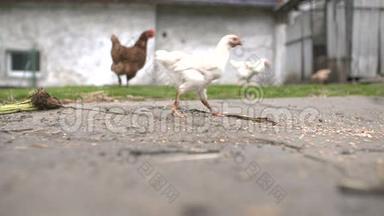 免费牧场钱肯：一只母鸡在一个小乡村农场里自由自在地奔跑。